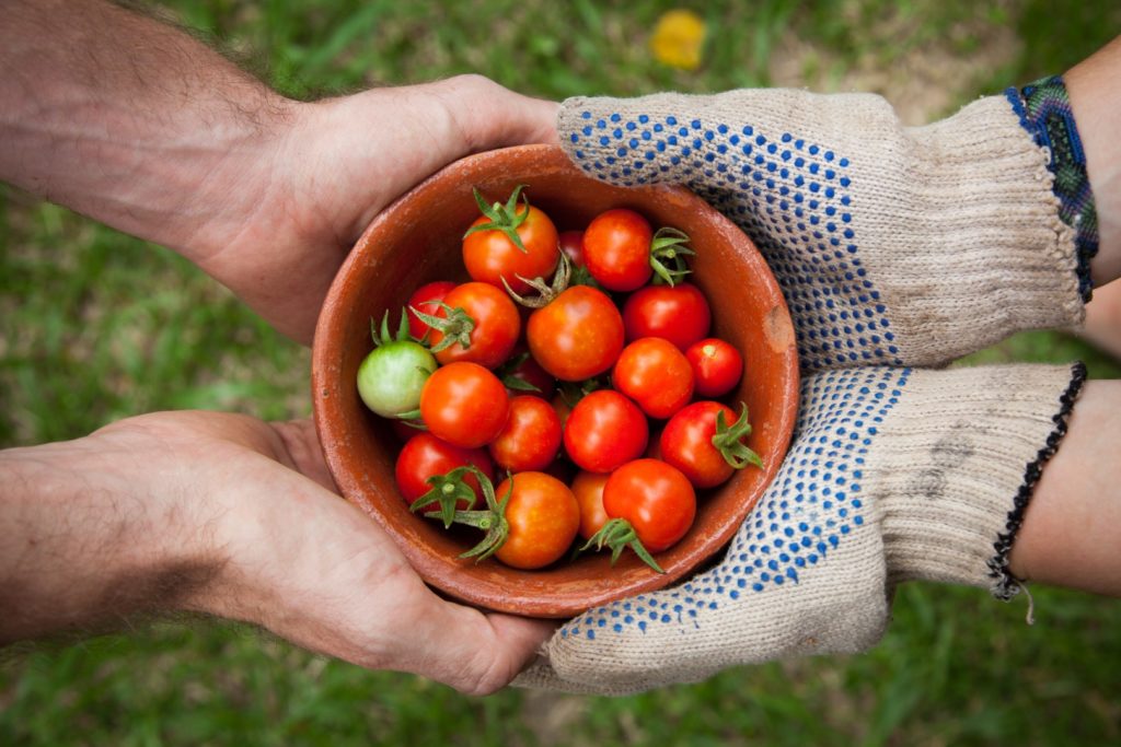 Four hands holding a bowl of freshly harvested cherry tomatoes.