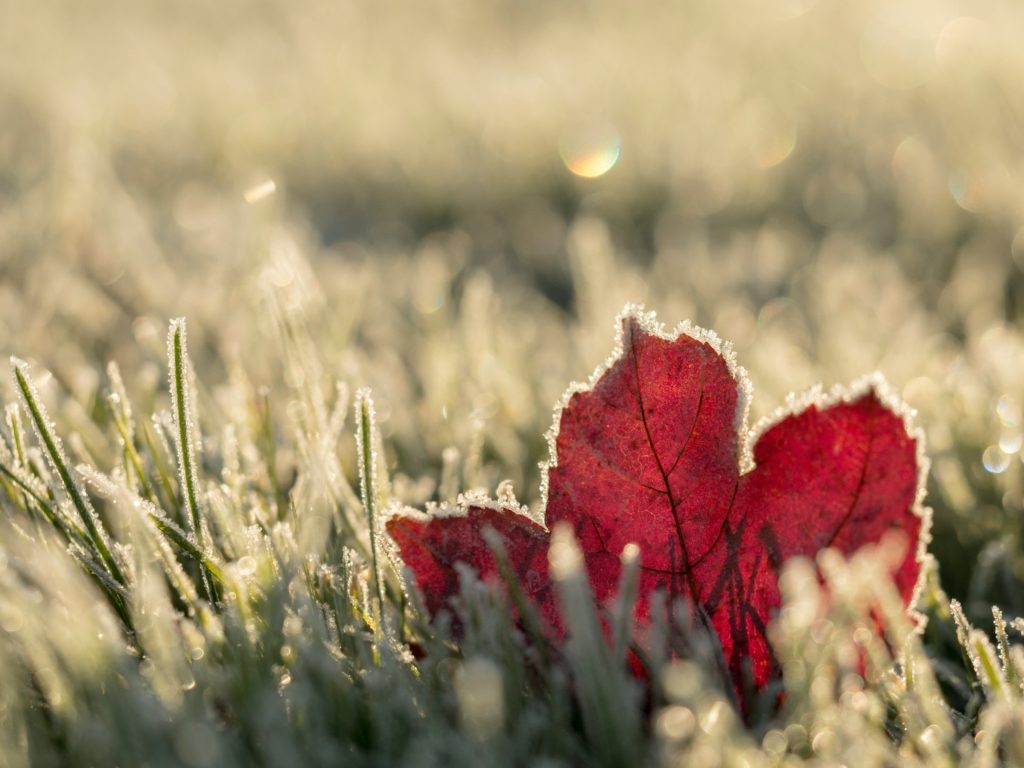 Maple leaf and grass covered in frost.