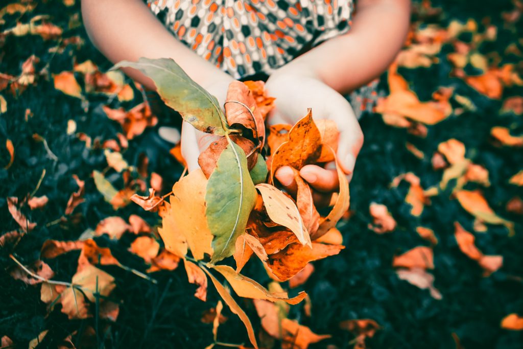 Two hands holding dried leaves.