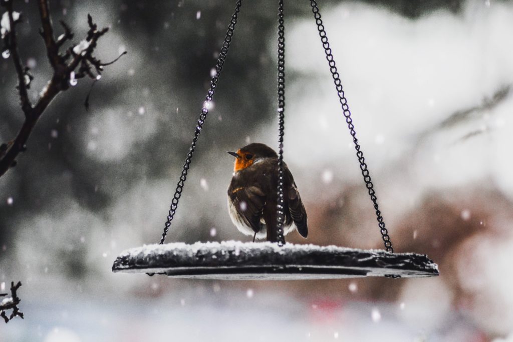 Bird sitting on feeder in the snow. Gardening tips for December: feed the birds.