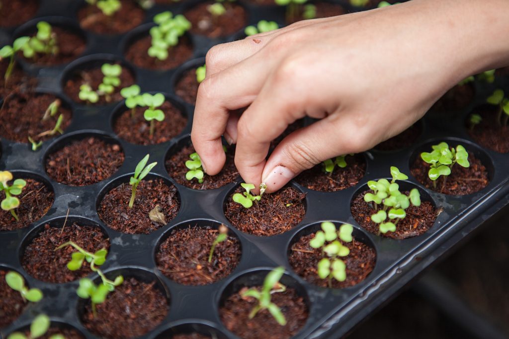 Gardening tips for February: start seeds indoors for your vegetable garden.