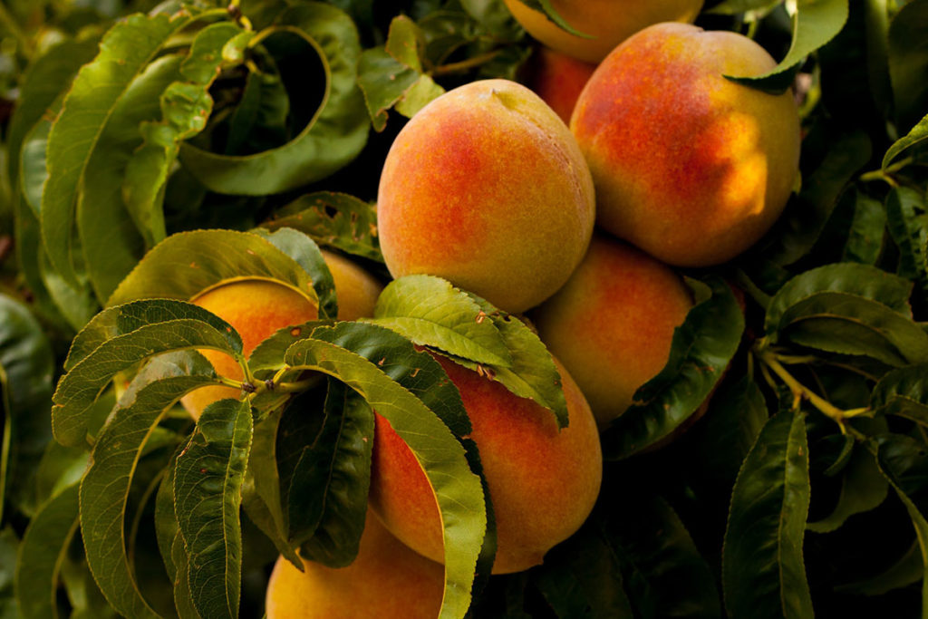 Close up of ripe peaches surrounded by leaves.