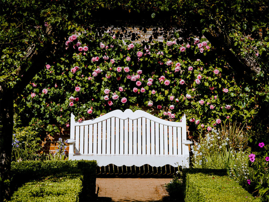 bench with roses in background